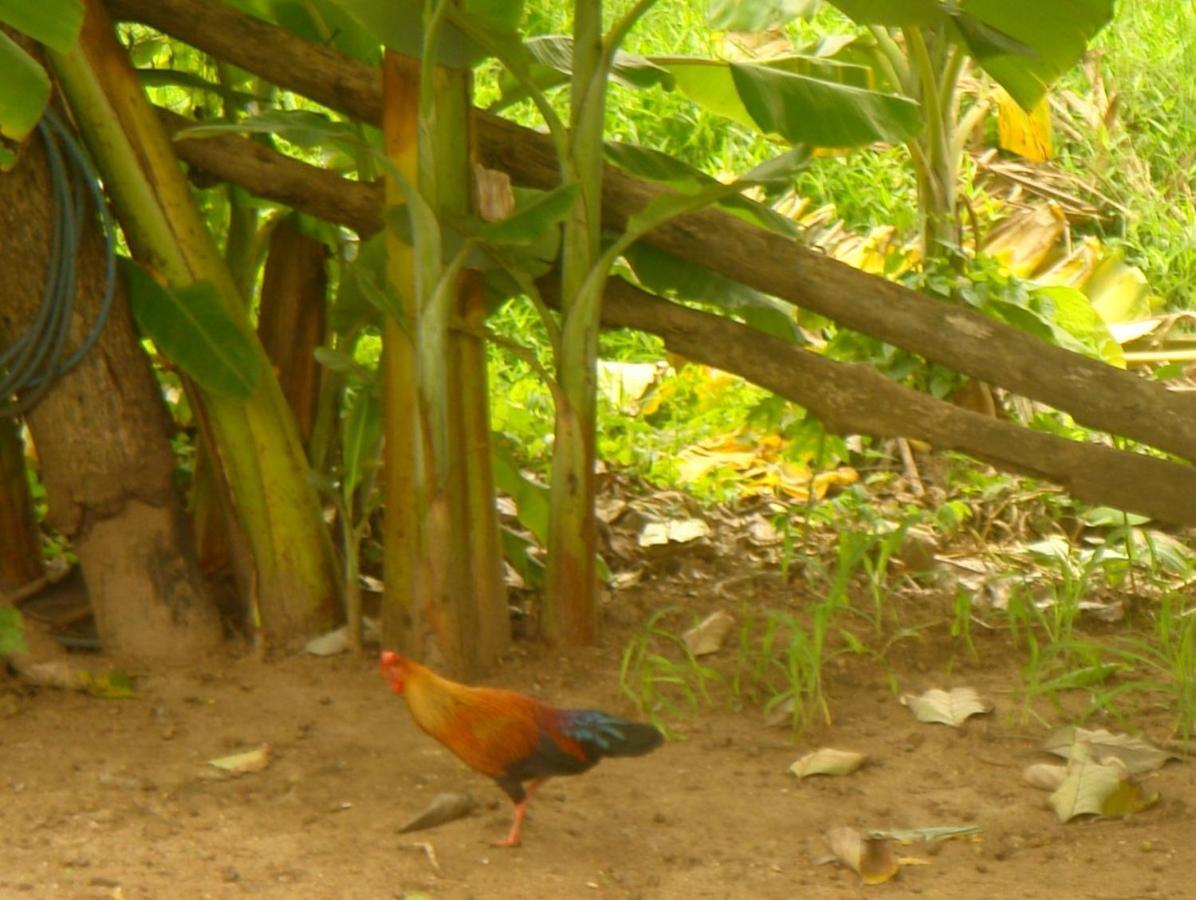 Homestay Camping Anuradhapura Exterior photo